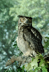 Great Horned Owl (Bubo Virginianus)