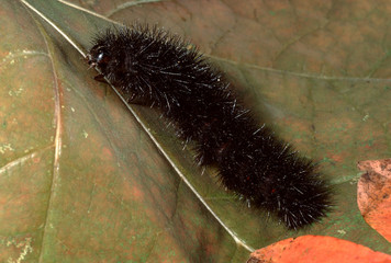Great Leopard Moth Larva Caterpillar (Zeuzera Pyrina)