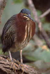Green-Backed Heron (Butorides Virescens)