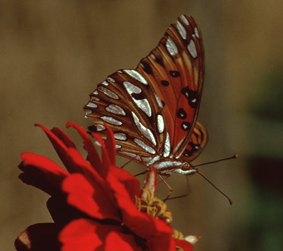 Gulf Fritillary Butterfly (Agraulis Vanillae) © Liz