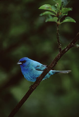 Indigo Bunting (Passerina Cyanea)
