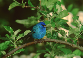 Fototapeta premium Indigo Bunting (Passerina Cyanea)
