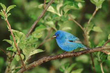 Indigo Bunting (Passerina Cyanea)