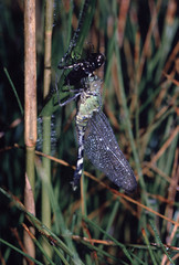 Dragonfly eating bug