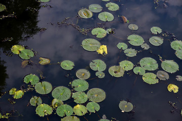 Lily pads