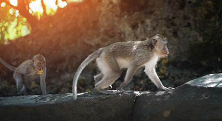 Monkeys Walk While Eating on Big Stone - Bali Indonesia