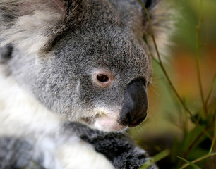 Koala, bush, wildlife, Australian,Australian Koala