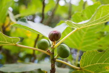 Amud Stream Nature Reserve in Northern Israel