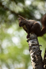 切った枝の上のエゾリス