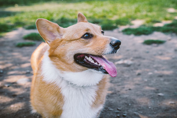 Corgi at the park