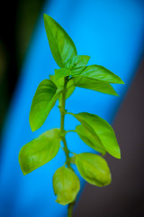 single and healthy basil plant with cool contrasting colors
