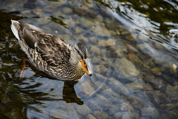 Canard_qu&eacute;bec-06