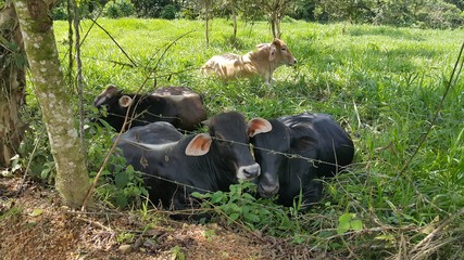 Ecuador Sierra Costa Oriente Naturaleza