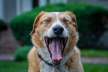 big dog yawning