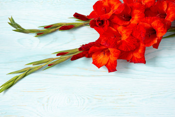 Fresh red gladiolus flowers close-up on blue wooden background with copy space