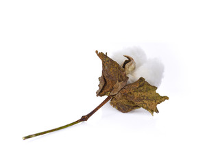 Cotton flower on wite background