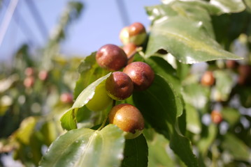 Jujube Plantation