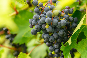 Grapes on a vine