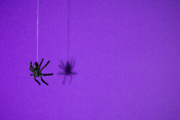 Halloween background concept. Black spider shadow and silhouette hanging on web on purple background