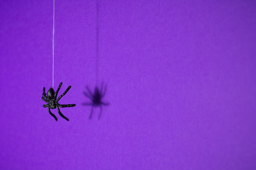 Halloween background concept. Black spider shadow and silhouette hanging on web on purple background