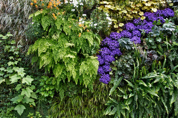 Plant Wall
