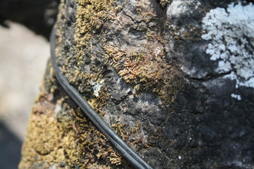 texture, stone, rock, nature, granite, abstract, pattern, macro, wall, tree, rough, brown, backgrounds, surface, bark, old, grey, natural, green, closeup, moss, material, lichen, wood, textured