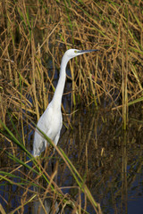 Image of Great Egret(Ardea alba) on the natural background. Heron, White Birds, Animal.