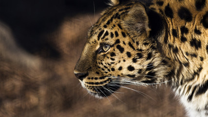close-up portrait of a leopard in profile
