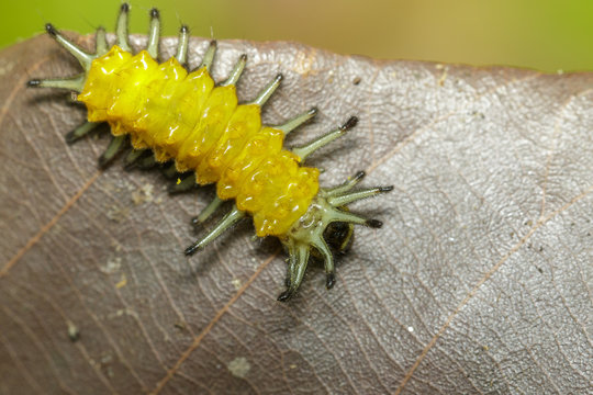 Image of an amber caterpillar on leaves brown. Insect. Animal.