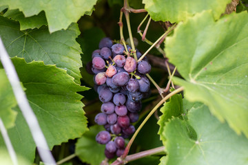 Tasty ripe dark grapes on the bushes. Fruit used for wine production.