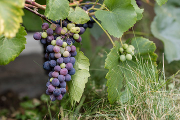 Tasty ripe dark grapes on the bushes. Fruit used for wine production.