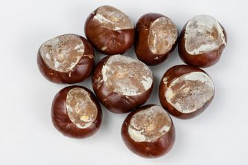 Ripe chestnuts in casings on a white table. Fruit of the tree - chestnut.