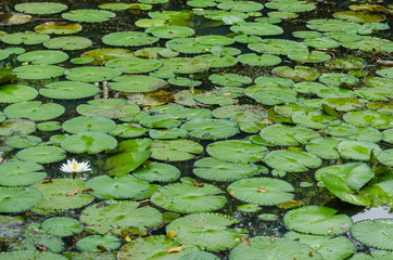 Beautiful white water lily flower in the pond.