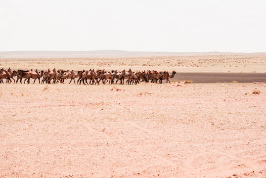 Camels on a sand. Beginning of the Gobi desert