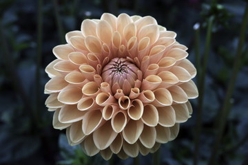 Peach Colored Dahlia