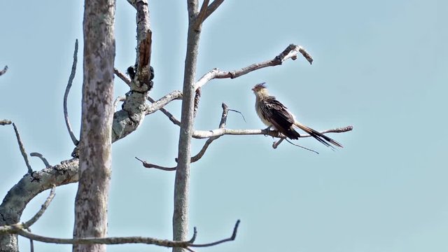 Bird in tree at the end of the day, scientific name Guira guira