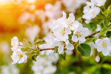 Branch of spring apple tree with white flowers, blooming background