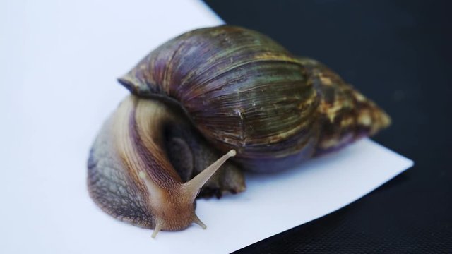 Giant African land snail. Achatina fulica in front of white background