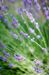 Lavender stem closeup - 220727302