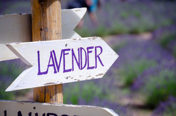Lavender sign hand lettered - 220727326