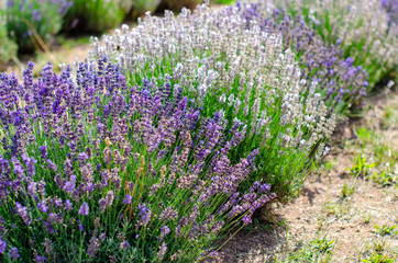 Field of different lavender varieties - 220727349