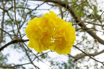Yellow Flower