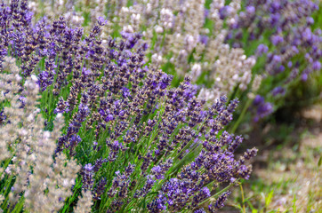 Close up of white and purple lavender