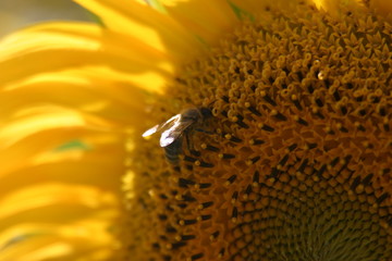 Yellow Sun Flower in Spain. 