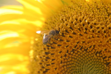 Yellow Sun Flower in Spain. 