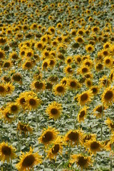 Yellow Sun Flower in Spain. 