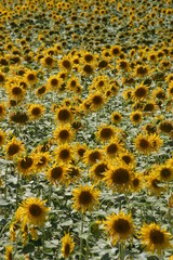 Yellow Sun Flower in Spain. 
