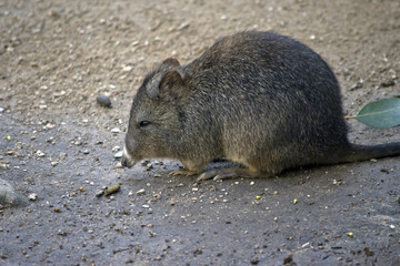 long nosed potoroo