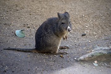 Naklejka premium long nosed potoroo