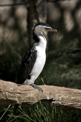 pied cormorant